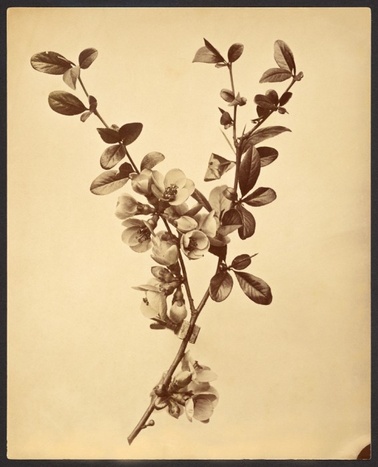 August Kotzsch, „Pyrus“, blühender Birnenzweig, 1875–1885, &copy; Deutsche Fotothek/August Kotzsch