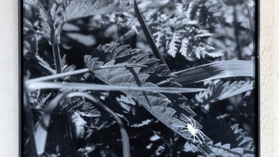 Martin Bertelmann, O. T. (Spinne), 2025, Fotogramm, Foto: Martin Bertelmann