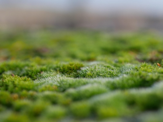 Bild von Kraus auf Pixabay