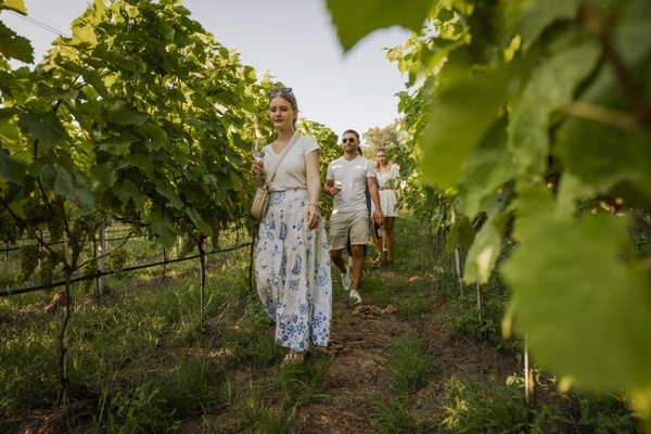 Tage des offenen Weingutes - Inmitten der Weinreben / Foto: Martin Förster (DML-BY) Tage des offenen Weingutes - Inmitten der Weinreben / Foto: Martin Förster (DML-BY)