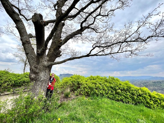 Kuratorin Dr. Stefanie Krihning an der 200 Jahre alten Hochzeitseiche der Festung Königstein. Foto: Marko Förster/Festung Königstein gGmbH Kuratorin Dr. Stefanie Krihning an der 200 Jahre alten Hochzeitseiche der Festung Königstein. Foto: Marko Förster/Festung Königstein gGmbH