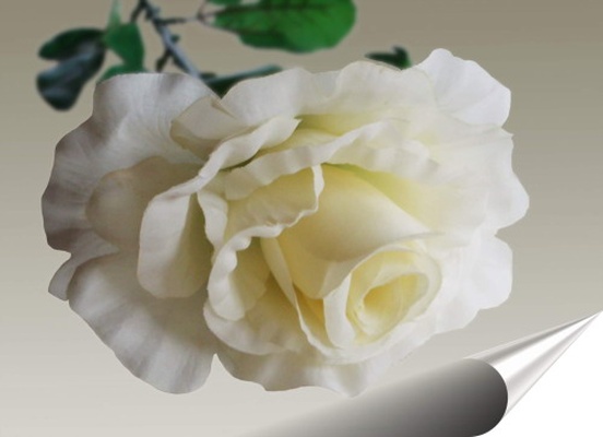 Foto: © Cornerstone / PIXELIO Foto: © Cornerstone / PIXELIO