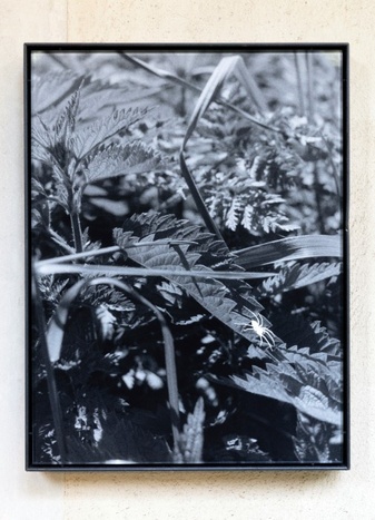 Martin Bertelmann, O. T. (Spinne), 2025, Fotogramm, Foto: Martin Bertelmann