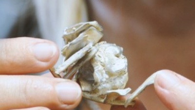 Schmuckdesign © Bianca Hallebach Schmuckdesign © Bianca Hallebach